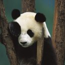 팬더 이미지