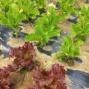 손씨농장 이미지