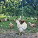 자연이 깃든 농장 이미지