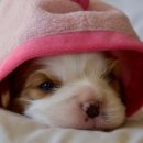 위례S동물의료센터 이미지