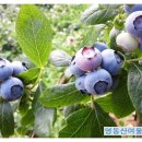 산여울농장 네이버블로그