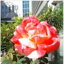 광명대교 이미지