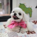 삐삐그루밍 이미지