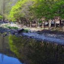 강천산군립공원(현수교) 이미지