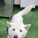 제천동물보호센터 이미지