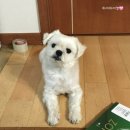 무지개메디칼 | 포인핸드 입양 후기🐶 (feat.위더스 동물보호센터)