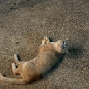 제비낭민박 이미지