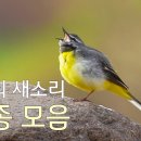 한국의 새소리 25종 모음 이미지