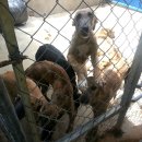 스타켄넬 이미지