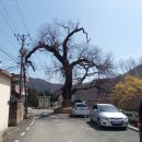 경주시내남면박달보건진료소 | 건천 백석마을 산수유 그리고 목련