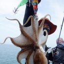 시천교친수편의시설(남) | 쭈꾸미낚시 인천제일바다낚시 쭈꾸미 제철 배낚시 예약 및 채비 준비하기