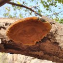 황금버섯 이미지