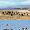 뜨거운 펭귄