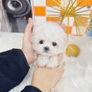 털보신집 | 털안빠지는견종 비숑프리제분양가 알아봤어요