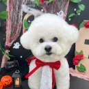 허그몽몽 이미지