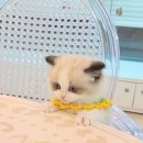 왕발고양이