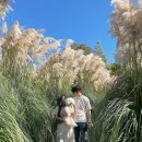 가원펜션 | 10월 태안 가볼만한곳 가을 팜파스 꽃축제 근처 숙소 까지 추천