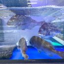 코끼리마트 이미지