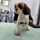 리베동물메디컬센터 이미지