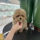 인천강아지분양 테디럽 이미지