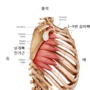 전거근 (Serratus Anterior Muscle) 이야기 이미지