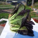 당골농장 이미지