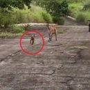 아기염소 이미지