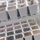 뉴그린농장 | 한선원 리톱스 2025년 08월 파종 플라스틱 화분 곱배기 구매 후 분갈이 및 키우는 방법 후기 일지 기록