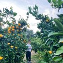 감귤박물관 위 | 서귀포 감귤박물관 감귤 따기 체험 그리고 카페 꿈나다