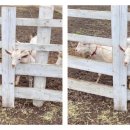 장인목장2 이미지