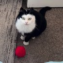 냥이친구 이미지