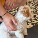 소나루 | 푸꾸옥 델루나스파 소나시점 한인 마사지샵 후기