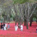 영광 불갑산상사화축제 티스토리