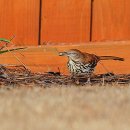 추억 !! Brown Thrasher (갈색 개똥지빠귀 美) 시리즈 1 -4 이미지