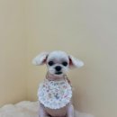 몽실몽실살롱 이미지