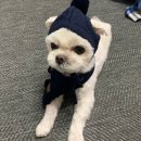 멍이냥이친구네