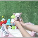광주강아지분양 고양이분양 펫왕국 | 광주강아지분양 고양이분양 펫왕국 직접 가본 리얼후기