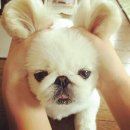 모