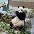 훈참치 온천점 | [용인] 에버랜드 주말 눈치게임 성공 | 걸어서 보는 워킹사파리 웨이팅 꿀팁🦘