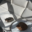 포캣 | 고양이 쿠션 추천, 역방쿠 대체템 닥터펠리스 포캣네스트 내돈내산 후기