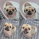 딩동댕 살롱 이미지