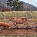 광시한우테마공원화장실 이미지