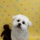 위드왈왈 이미지