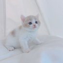 심쿵냥 고양이분양 이미지