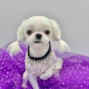 빵독 반려미용실 이미지