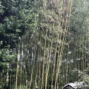 대나무집 민박 이미지