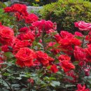 장미로 61 이미지