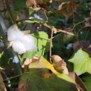 석포정미소 이미지