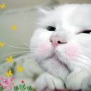 ㈜나는 이미지