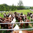 산양축산 이미지